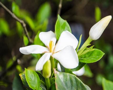 梔子花施肥時間|梔子花用什麼肥料最好，怎麼施肥